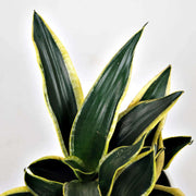 Black Gold Snake - Housing Seeds