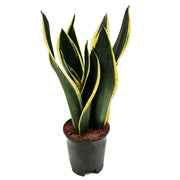 Black Gold Snake - Housing Seeds