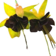 Black Green Fuchsia Seeds - Flower Plant