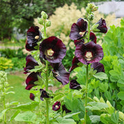 Hollyhock Seeds – Alcea rosea