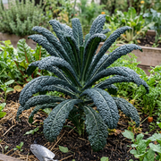 Kale Seeds – Brassica oleracea var. sabellica