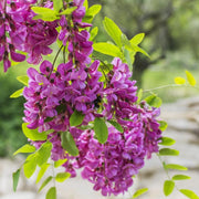 Purple Bloom Black Locust Seeds