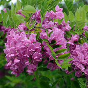 Purple Bloom Black Locust Seeds