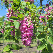 Purple Bloom Black Locust Seeds