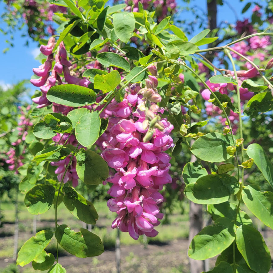 Purple Bloom Black Locust Seeds