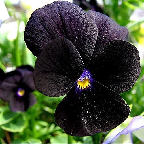 Black Mix Pansy Seeds