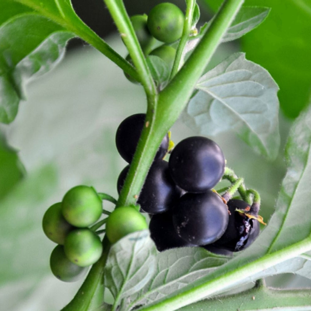 Solanum Nigrum Black Nightshade Seeds, Herbal