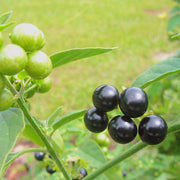 Solanum Nigrum Black Nightshade Seeds, Herbal