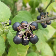 Solanum Nigrum Black Nightshade Seeds, Herbal