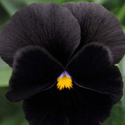 Halloween Black Pansy Seeds