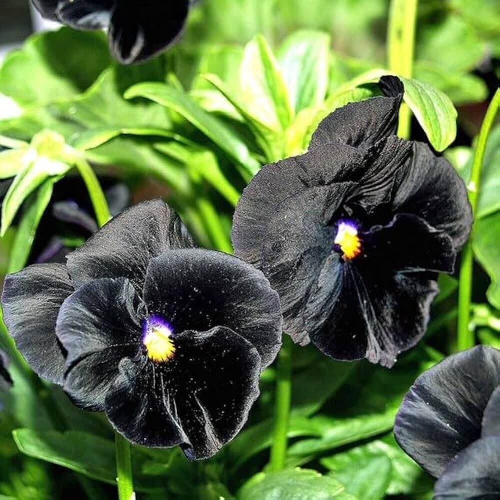 Halloween Black Pansy Seeds