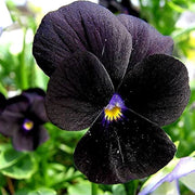 Heirloom Black Pansy Seeds
