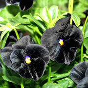 Heirloom Black Pansy Seeds