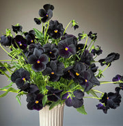Pansy Seeds – Viola × wittrockiana