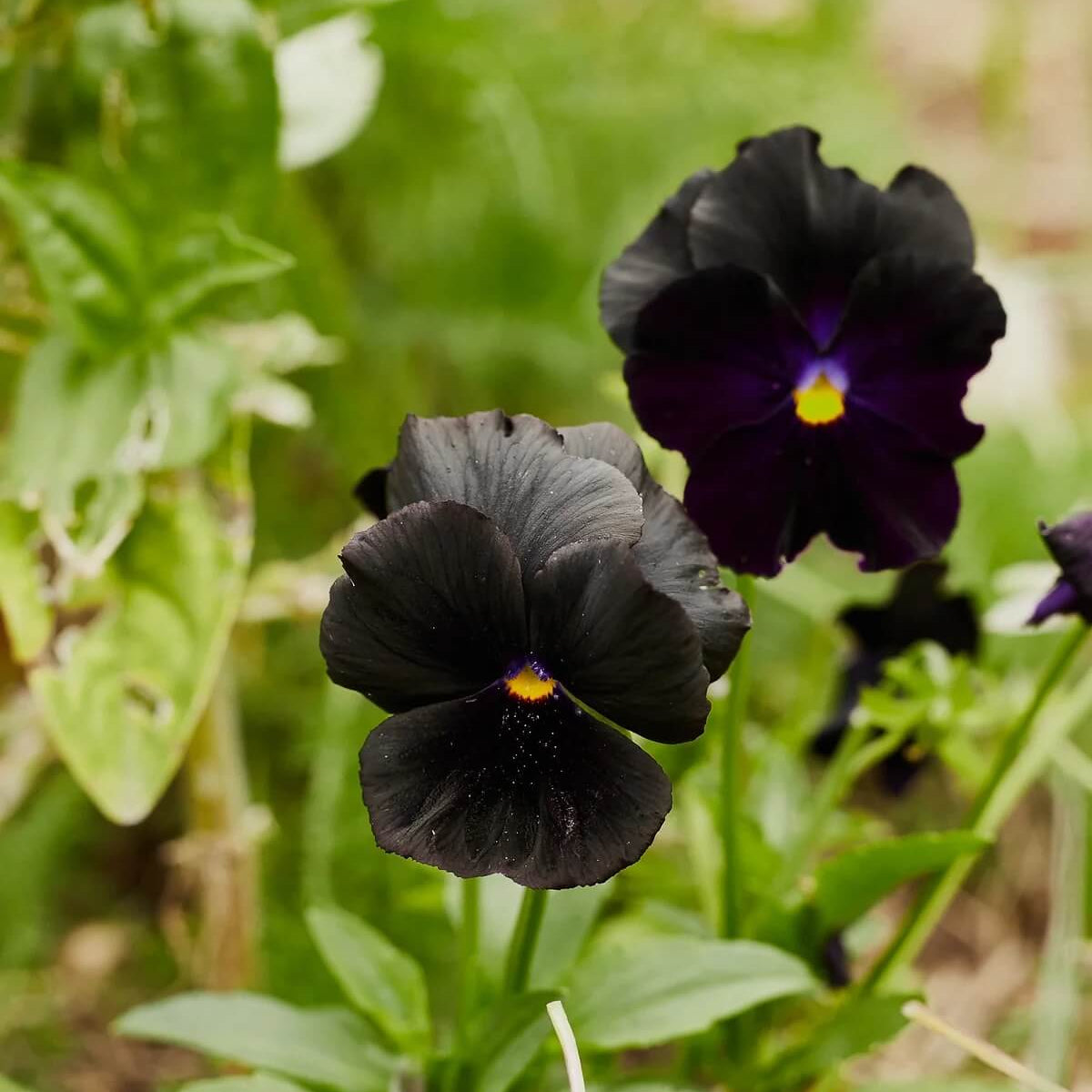Drought Tolerant Black Pansy Seeds