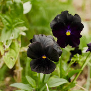 Drought Tolerant Black Pansy Seeds