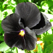 Drought Tolerant Black Pansy Seeds