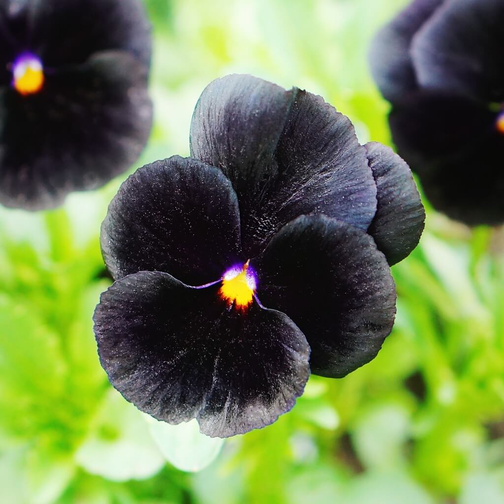 Easy Collection Black Pansy Seeds