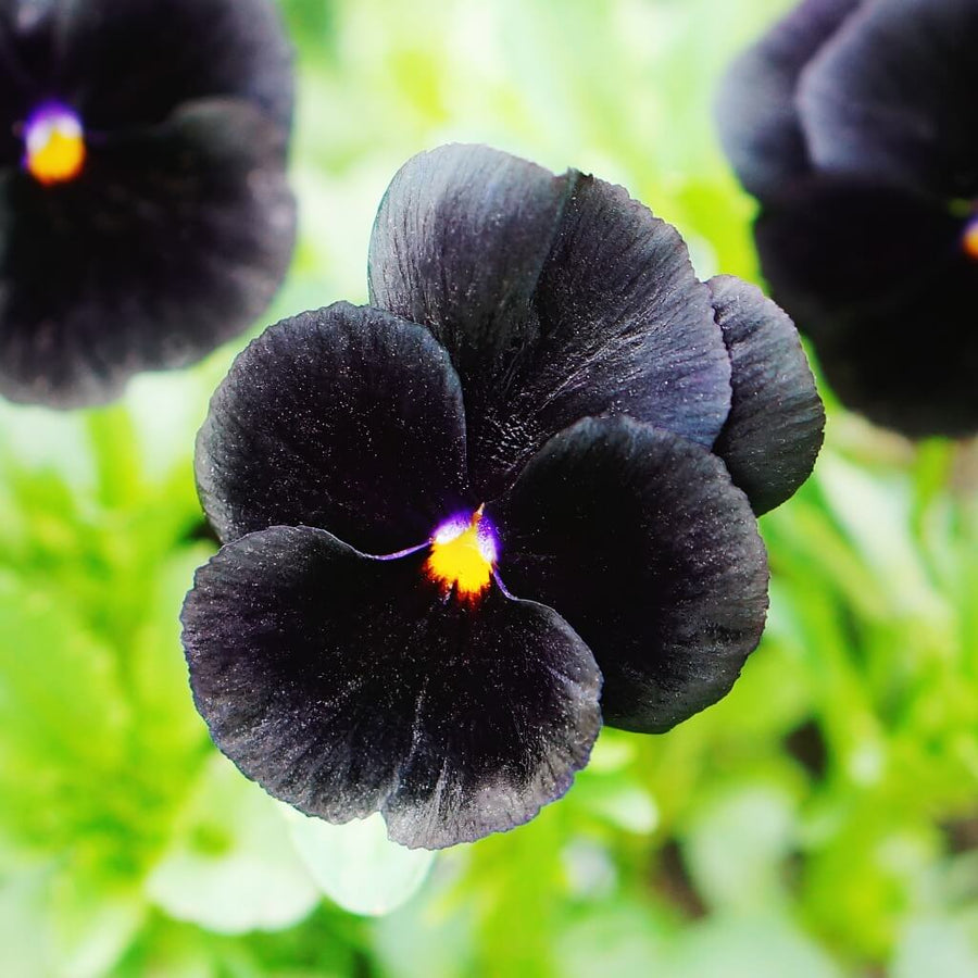 Easy Collection Black Pansy Seeds