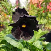 Heirloom Black Pansy Seeds