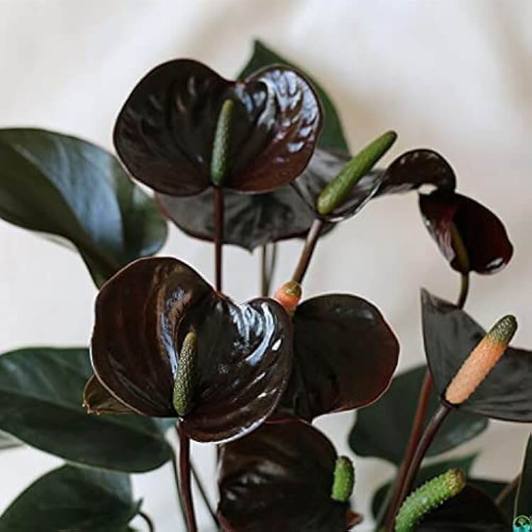 Black Queen Pink anthurium Seeds
