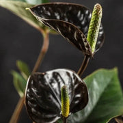 Black Queen Pink anthurium Seeds
