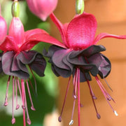 Black Red Fuchsia Flower Seeds - Flower Plant