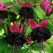 Black Red Fuchsia Flower Seeds - Flower Plant