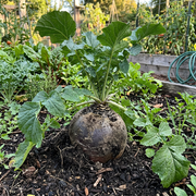 Rutabaga Seeds – Brassica napus