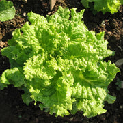 Lettuce Seeds – Lactuca sativa