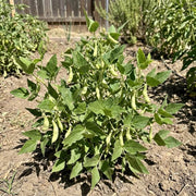 Black Tepary Beans Seeds - Vegetable Plant