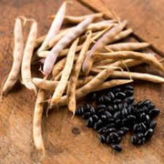 Black Turtle Bean Seeds