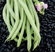 Black Turtle Bean Seeds
