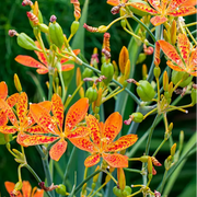 Unique Spotted Blooms Blackberry Lily Seeds