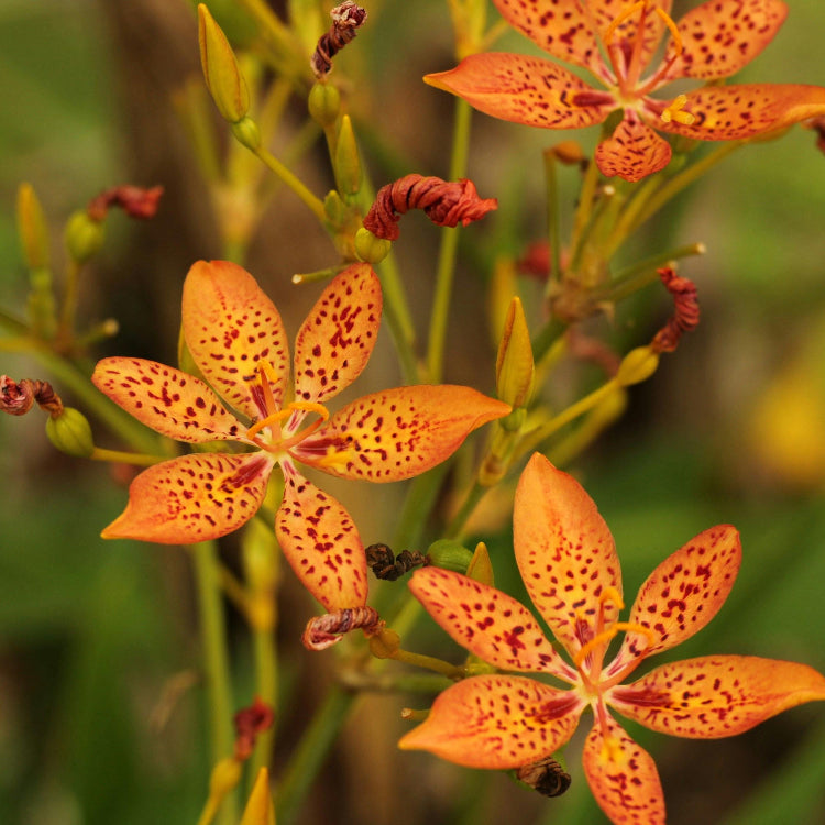 Unique Spotted Blooms Blackberry Lily Seeds