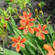 Unique Spotted Blooms Blackberry Lily Seeds