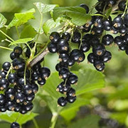 Blackcurrant Seeds, Ribes nigrum