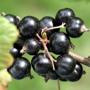 Blackcurrant Seeds, Ribes nigrum