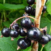Blackcurrant Seeds, Ribes nigrum