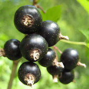 Blackcurrant Seeds, Ribes nigrum