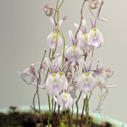 Angolan Bladderwort Seeds