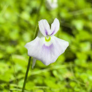 Angolan Bladderwort Seeds