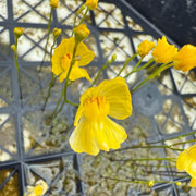 Floating Aquatic Bladderwort Seeds