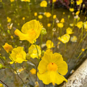 Floating Aquatic Bladderwort Seeds