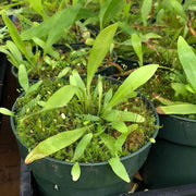 Long-Leaf Bladderwort Seeds