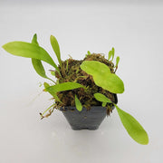 Long-Leaf Bladderwort Seeds