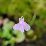 Angolan Bladderwort Seeds