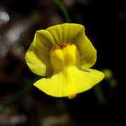 Floating Aquatic Bladderwort Seeds