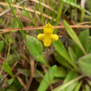 Zigzag Bladderwort Seeds