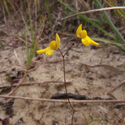 Zigzag Bladderwort Seeds